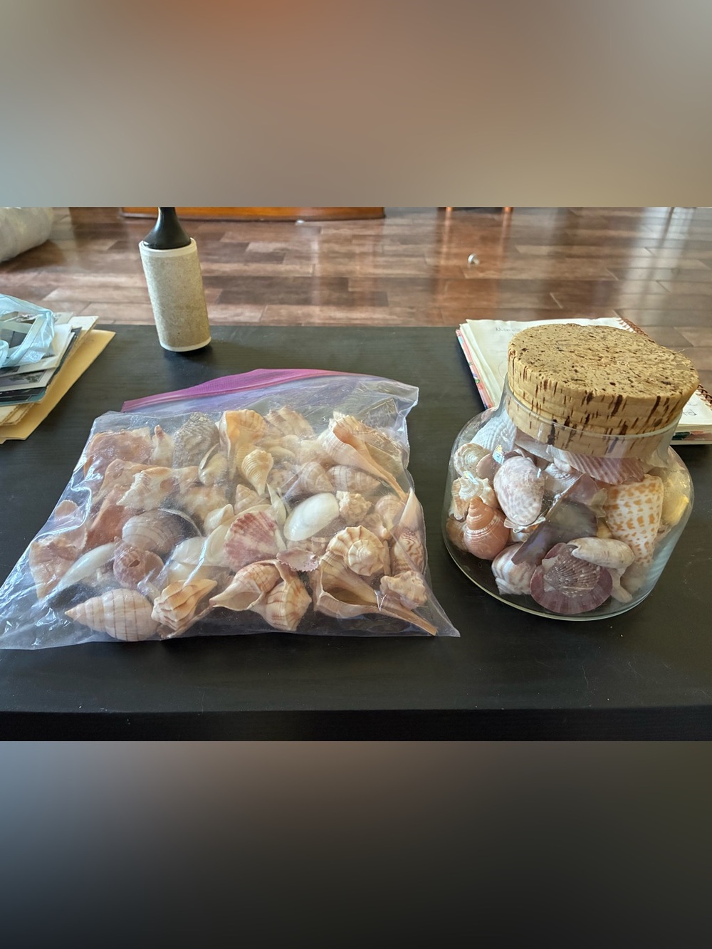 Nice hand-picked collection of sea shells